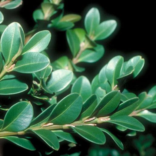 Buxus Microphylla 'green Beauty' - View 25 from www redcrocus com