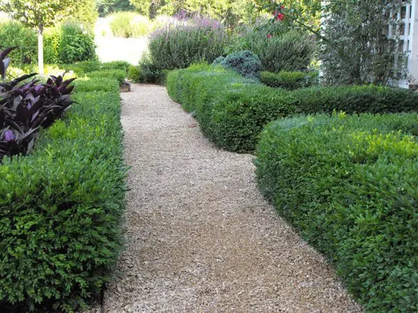 Buxus Microphylla 'green Beauty' - View 26 from www redcrocus com