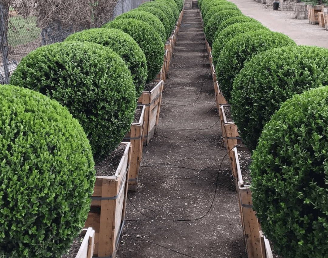 Buxus Microphylla 'green Beauty' - View 33 from www redcrocus com