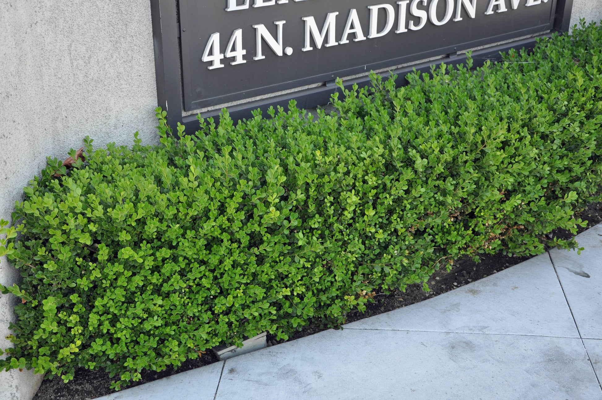 Buxus Microphylla 'green Beauty' - View 34 from www redcrocus com
