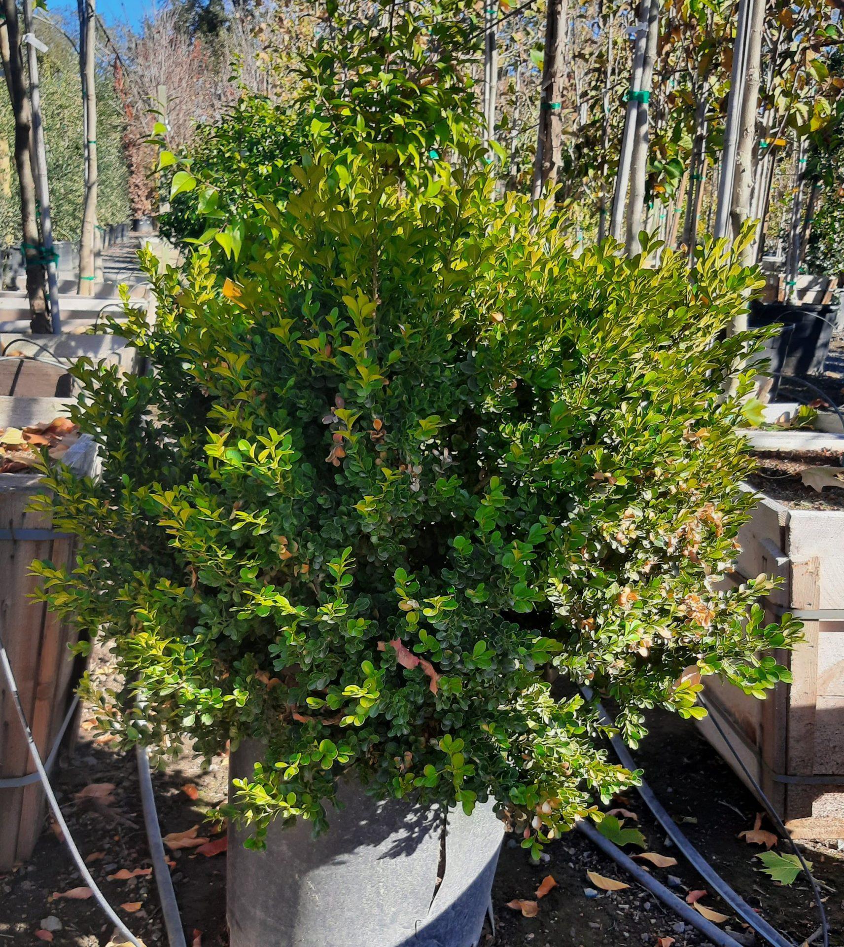 Buxus Microphylla 'green Beauty' - View 36 from www redcrocus com
