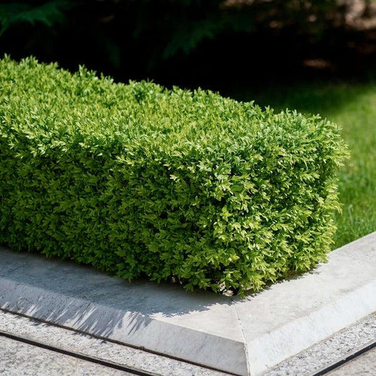 Buxus Microphylla 'green Beauty' - View 5 from www redcrocus com