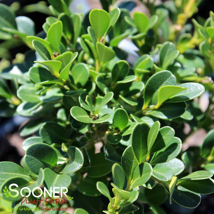 Buxus Microphylla 'green Beauty' - View 8 from www redcrocus com