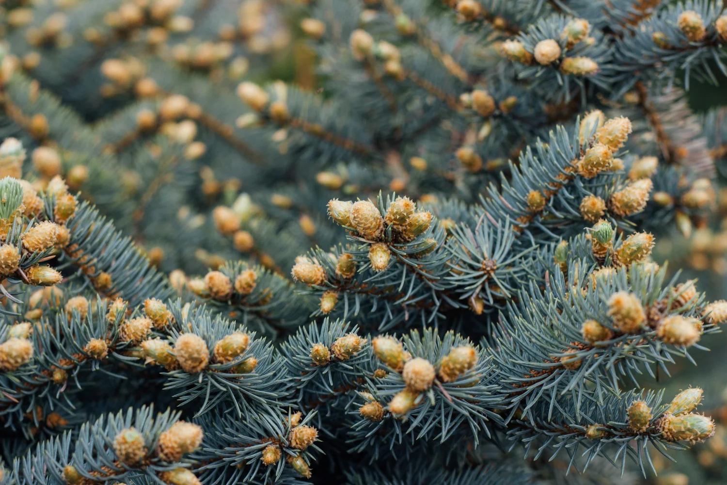 Pinus Mugo 'peve Rome' - View 1 from www redcrocus com
