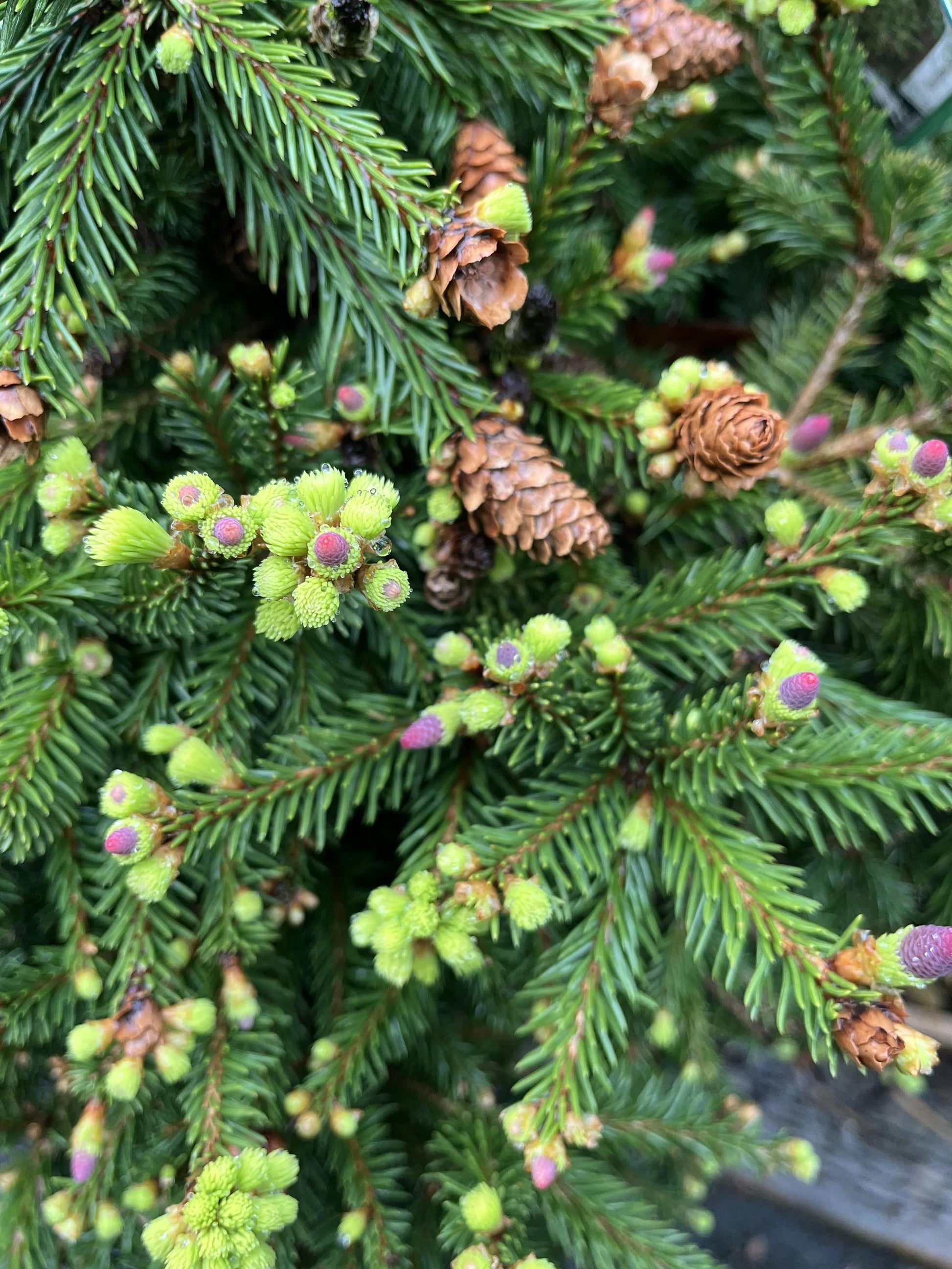 Pinus Mugo 'peve Rome' - View 2 from www redcrocus com