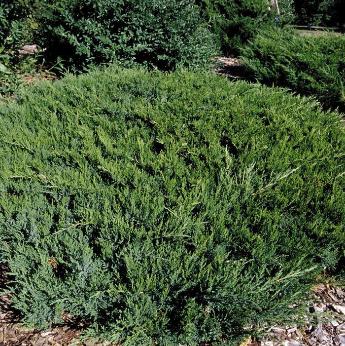 Juniperus Sabina 'broadmoor' - View 10 from www redcrocus com