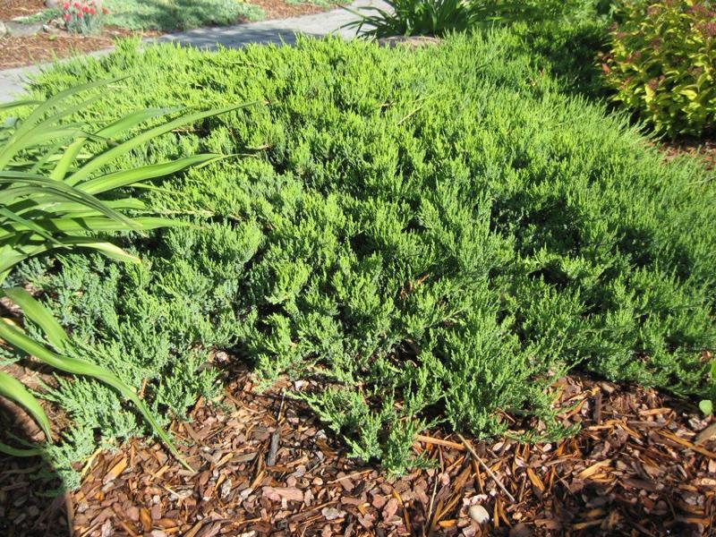 Juniperus Sabina 'broadmoor' - View 12 from www redcrocus com