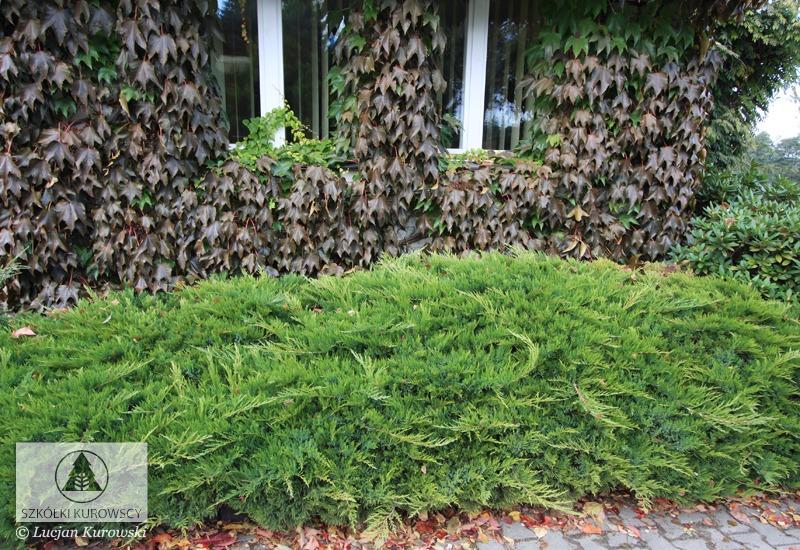 Juniperus Sabina 'broadmoor' - View 14 from www redcrocus com