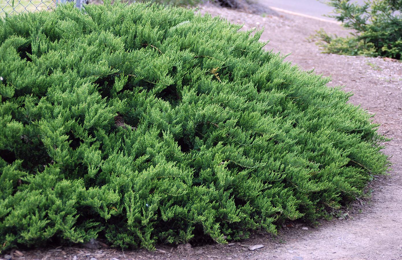Juniperus Sabina 'broadmoor' - View 17 from www redcrocus com