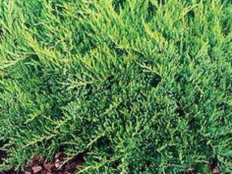 Juniperus Sabina 'broadmoor' - View 18 from www redcrocus com