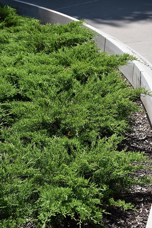 Juniperus Sabina 'broadmoor' - View 1 from www redcrocus com