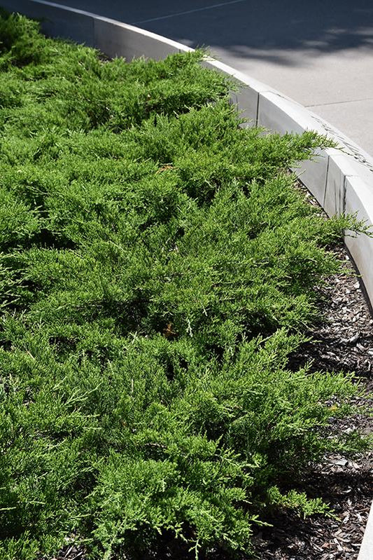 Juniperus Sabina 'broadmoor' - View 1 from www redcrocus com