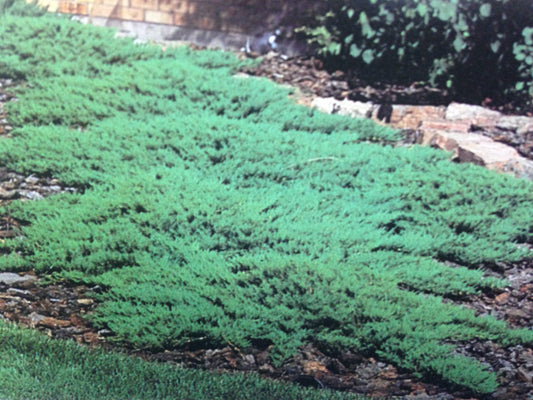 Juniperus Sabina 'broadmoor' - View 20 from www redcrocus com