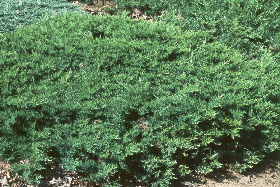 Juniperus Sabina 'broadmoor' - View 24 from www redcrocus com