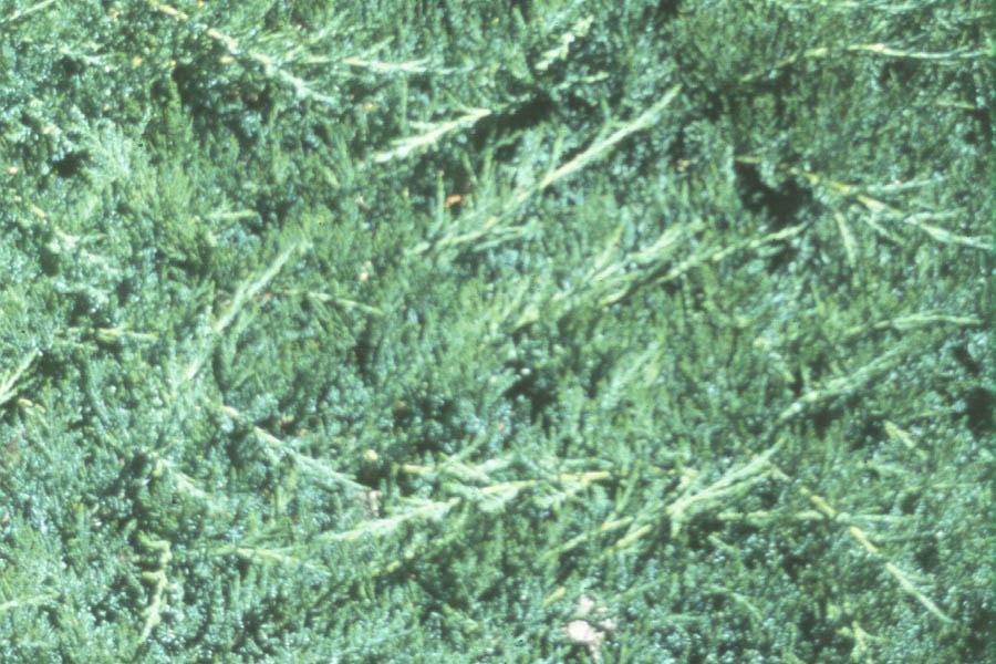 Juniperus Sabina 'broadmoor' - View 25 from www redcrocus com