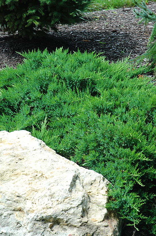 Juniperus Sabina 'broadmoor' - View 26 from www redcrocus com