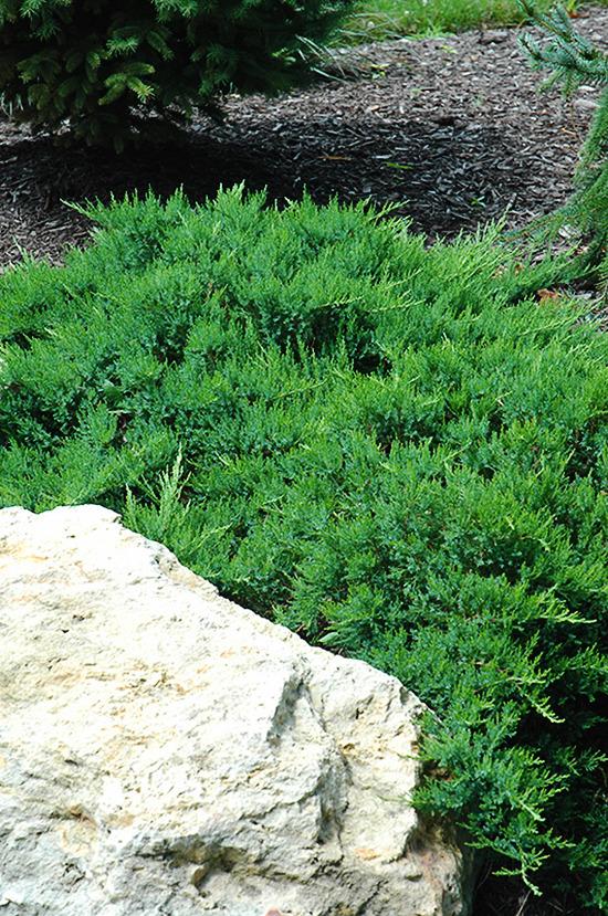 Juniperus Sabina 'broadmoor' - View 27 from www redcrocus com