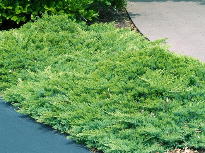 Juniperus Sabina 'broadmoor' - View 2 from www redcrocus com