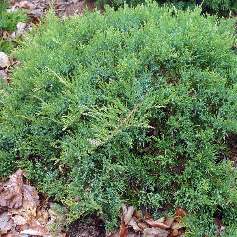 Juniperus Sabina 'broadmoor' - View 3 from www redcrocus com