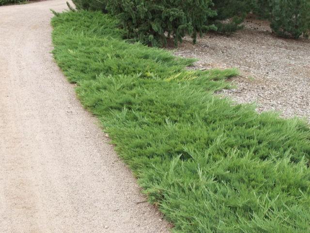 Juniperus Sabina 'broadmoor' - View 4 from www redcrocus com
