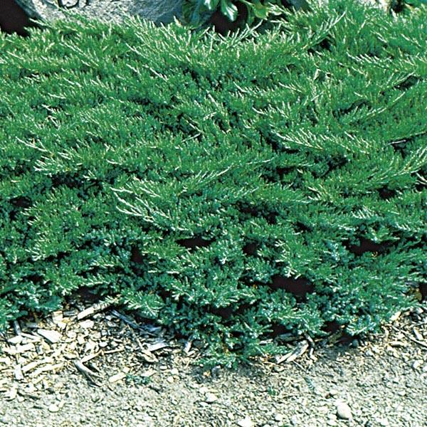 Juniperus Sabina 'broadmoor' - View 5 from www redcrocus com