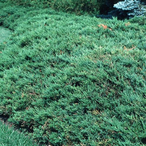 Juniperus Sabina 'broadmoor' - View 6 from www redcrocus com