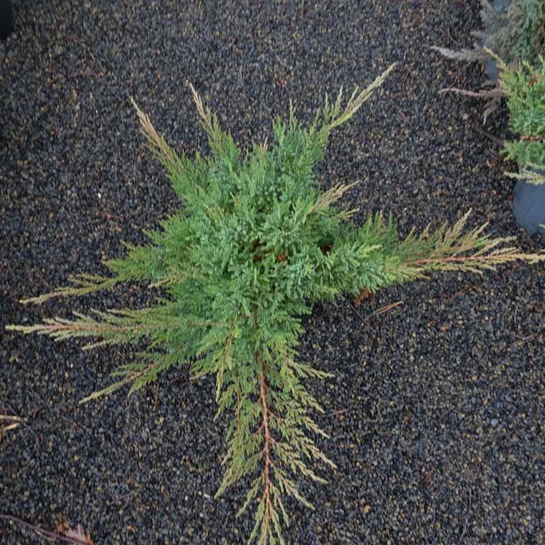 Juniperus Sabina 'broadmoor' - View 7 from www redcrocus com