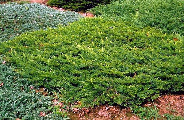Juniperus Sabina 'broadmoor' - View 9 from www redcrocus com