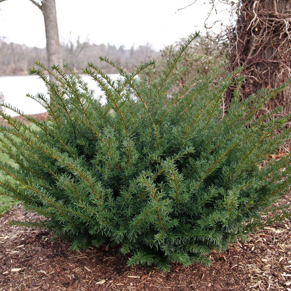 Taxus Media 'stonehenge' - View 10 from www redcrocus com