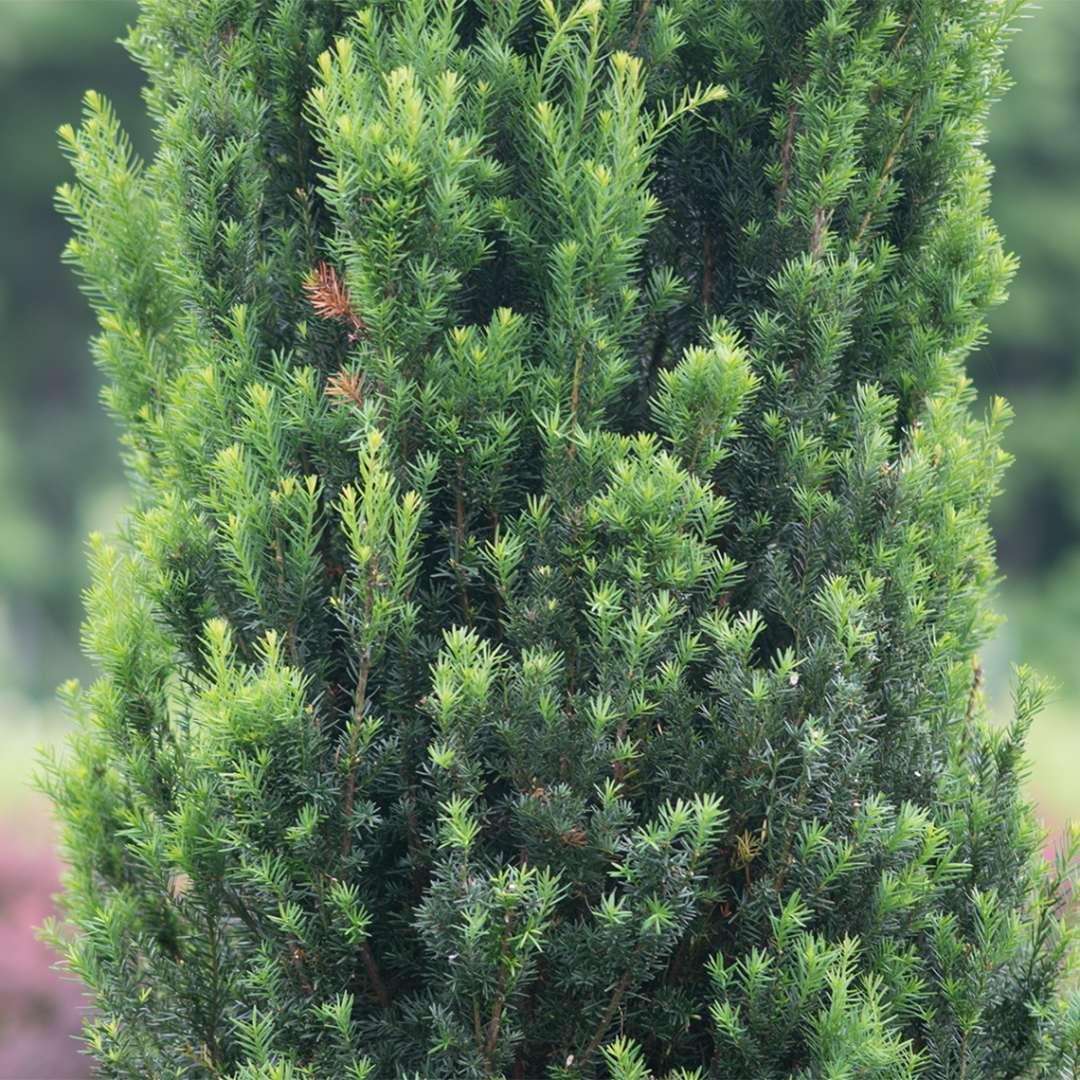 Taxus Media 'stonehenge' - View 13 from www redcrocus com