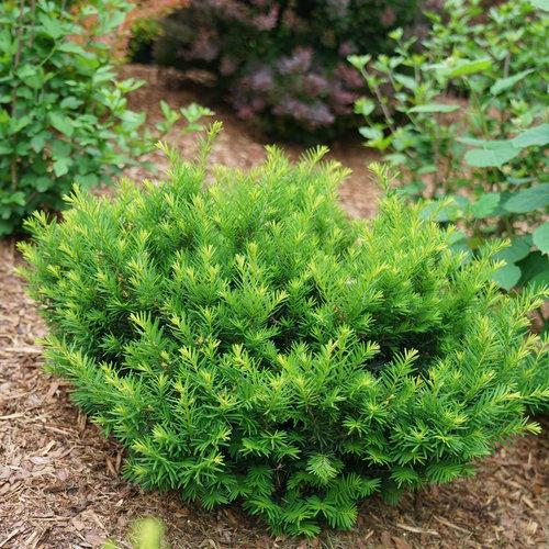 Taxus Media 'stonehenge' - View 15 from www redcrocus com