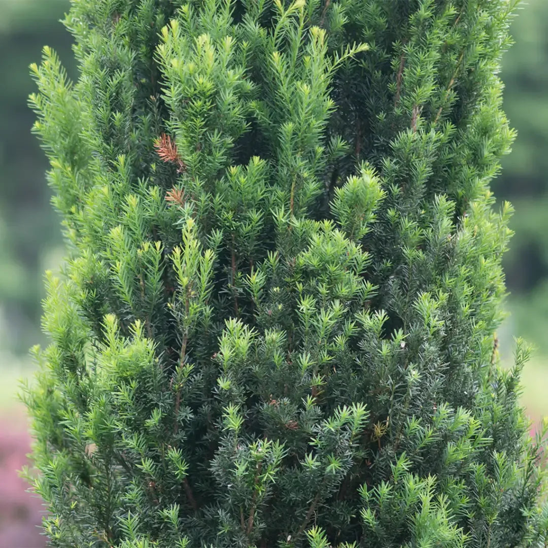 Taxus Media 'stonehenge' - View 16 from www redcrocus com