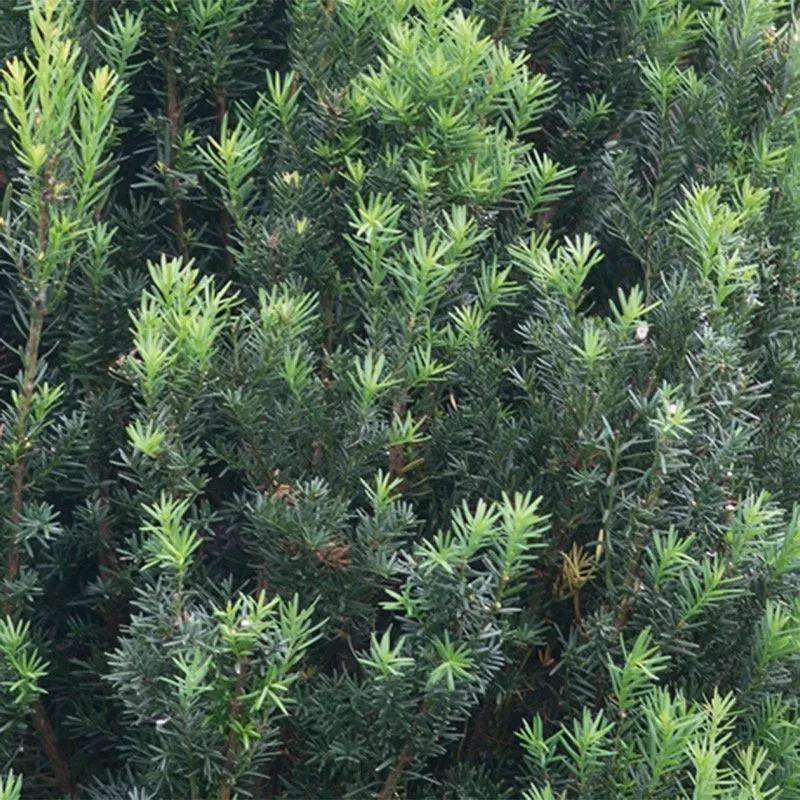 Taxus Media 'stonehenge' - View 19 from www redcrocus com