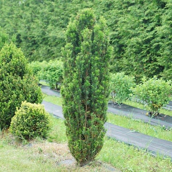 Taxus Media 'stonehenge' - View 22 from www redcrocus com