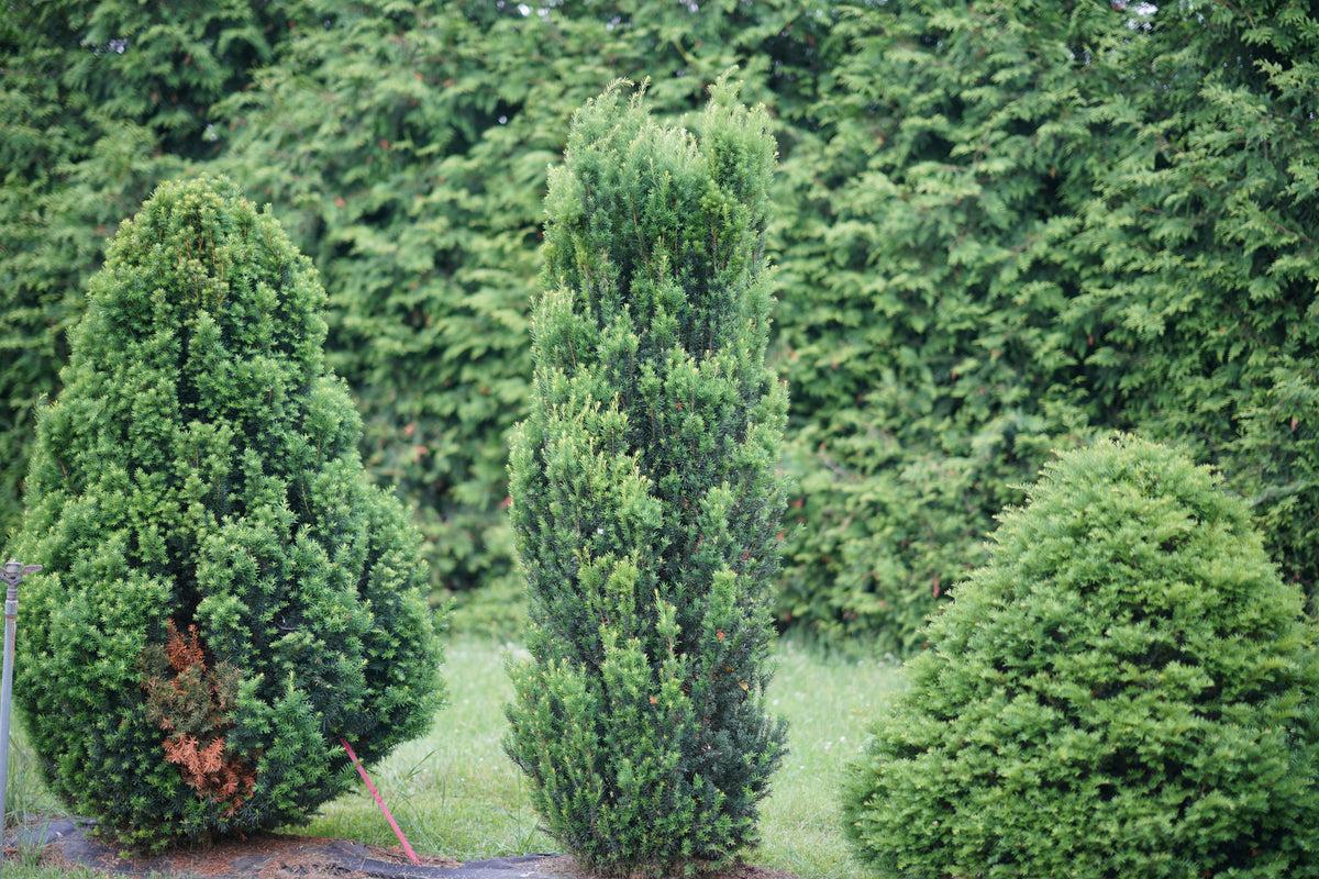 Taxus Media 'stonehenge' - View 26 from www redcrocus com