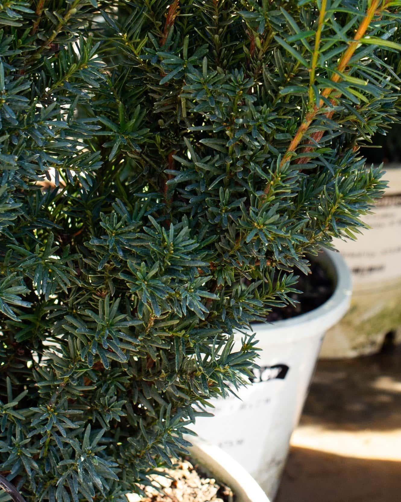 Taxus Media 'stonehenge' - View 27 from www redcrocus com