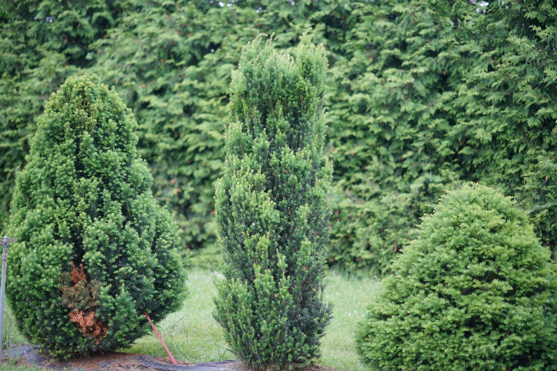 Taxus Media 'stonehenge' - View 28 from www redcrocus com