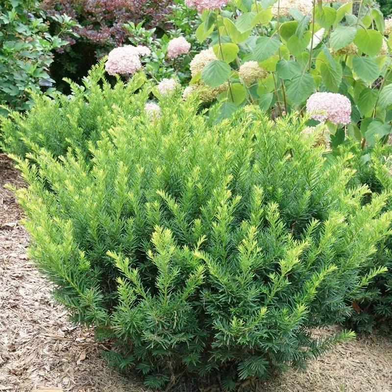 Taxus Media 'stonehenge' - View 29 from www redcrocus com