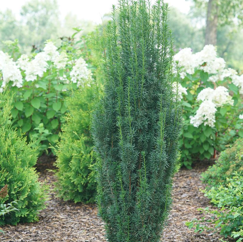 Taxus Media 'stonehenge' - View 2 from www redcrocus com