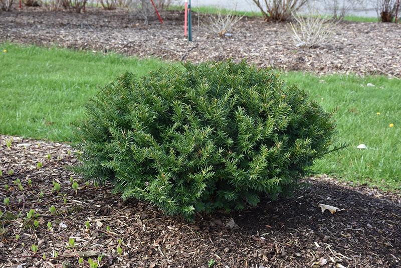 Taxus Media 'stonehenge' - View 33 from www redcrocus com