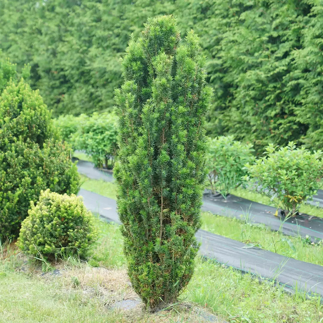 Taxus Media 'stonehenge' - View 34 from www redcrocus com