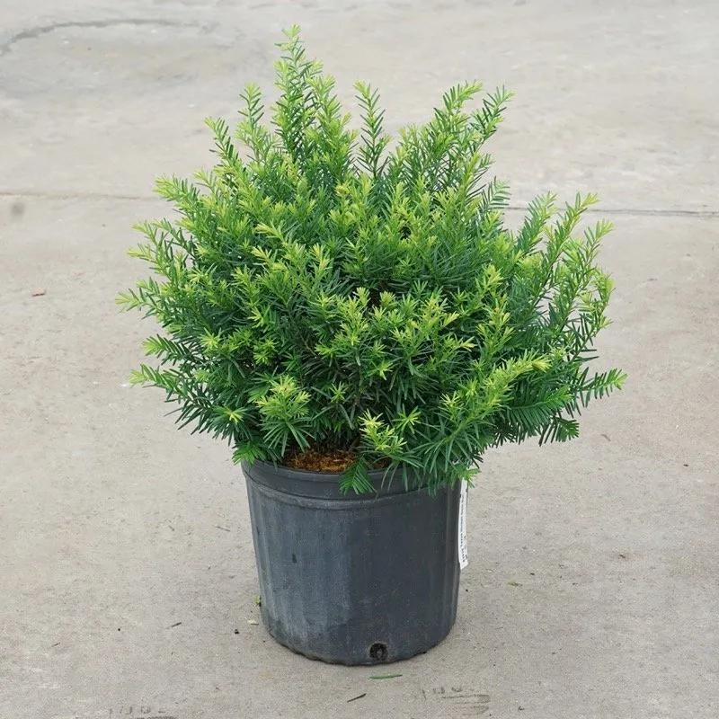 Taxus Media 'stonehenge' - View 35 from www redcrocus com