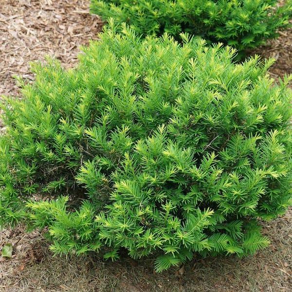 Taxus Media 'stonehenge' - View 36 from www redcrocus com