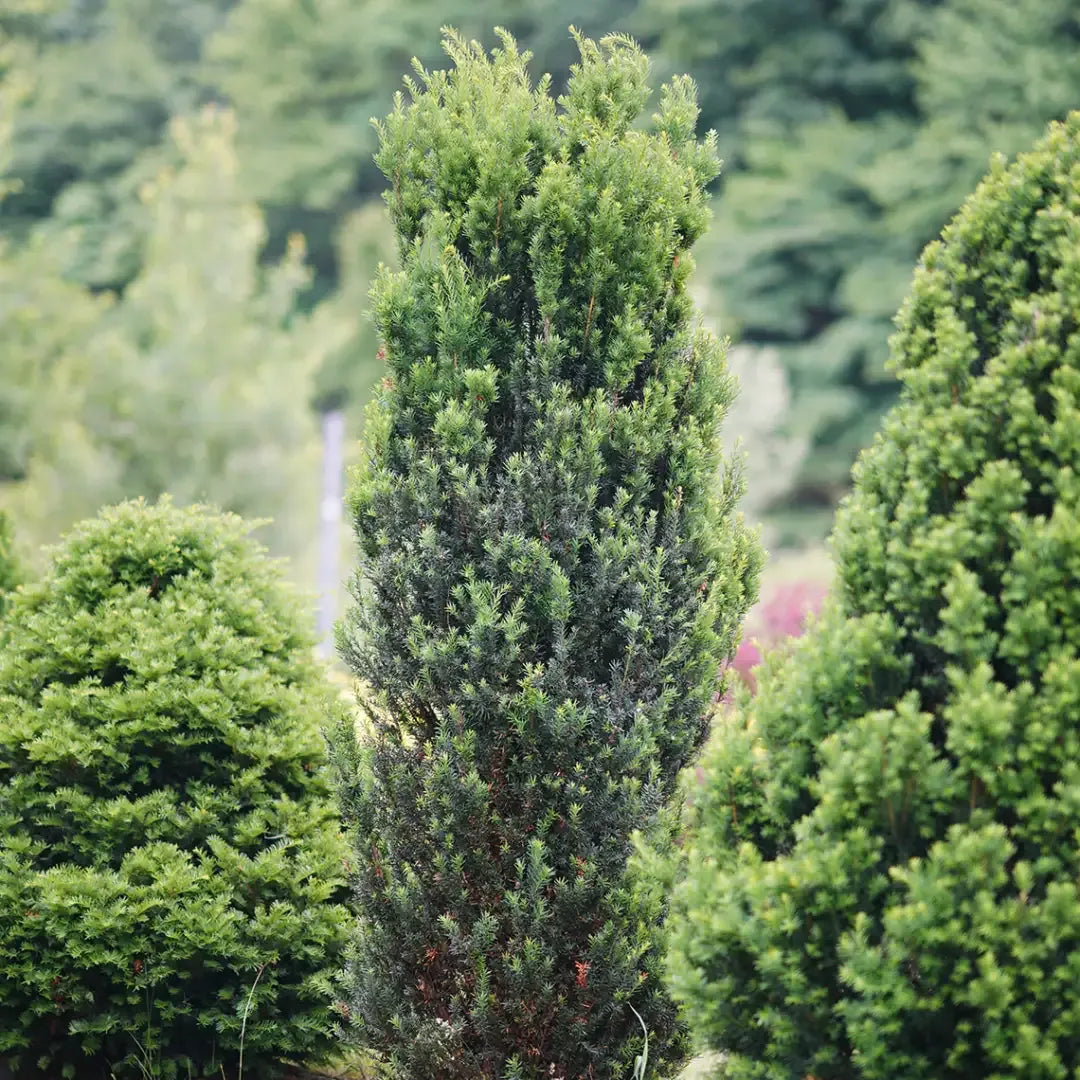 Taxus Media 'stonehenge' - View 37 from www redcrocus com