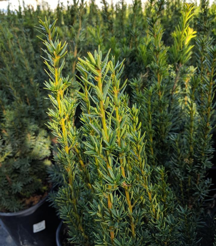 Taxus Media 'stonehenge' - View 38 from www redcrocus com
