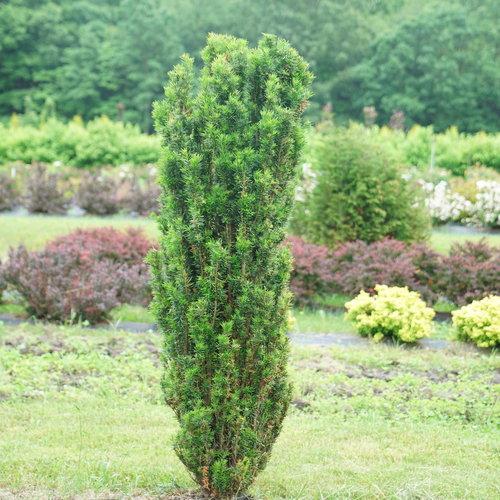 Taxus Media 'stonehenge' - View 5 from www redcrocus com