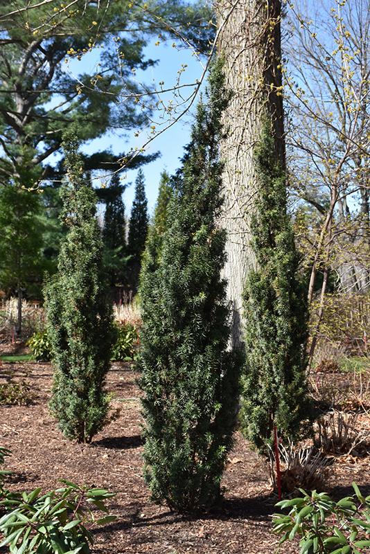 Taxus Media 'stonehenge' - View 7 from www redcrocus com