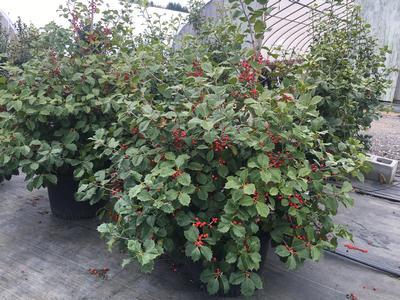 Ilex Opaca 'satyr Hill' - View 10 from www redcrocus com