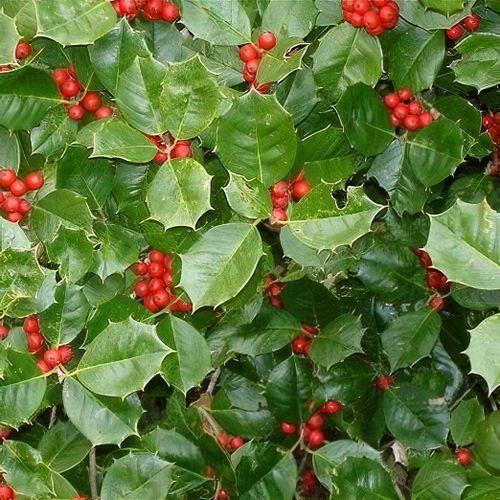Ilex Opaca 'satyr Hill' - View 19 from www redcrocus com
