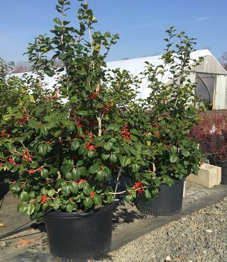 Ilex Opaca 'satyr Hill' - View 21 from www redcrocus com